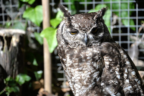 World of Birds Wildlife Sanctuary.